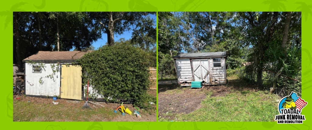 Shed Removal Charleston: Is Your Shed an Airbnb for the Wildlife?